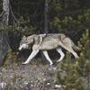 Stručnjaci srušili četiri mita o vukovima