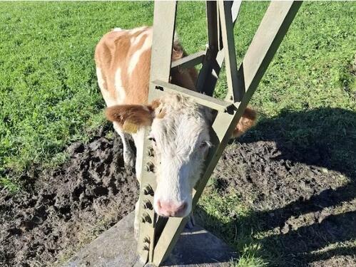 Stub dalekovoda mogao biti koban za tele: Reagovala vatrogasna jedinica