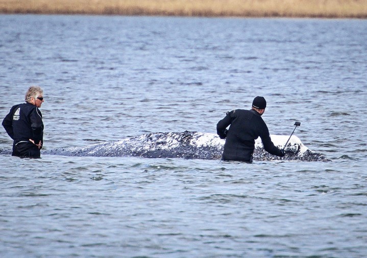 Sudbina nasukanog kita Timmyja i dalje neizvjesna