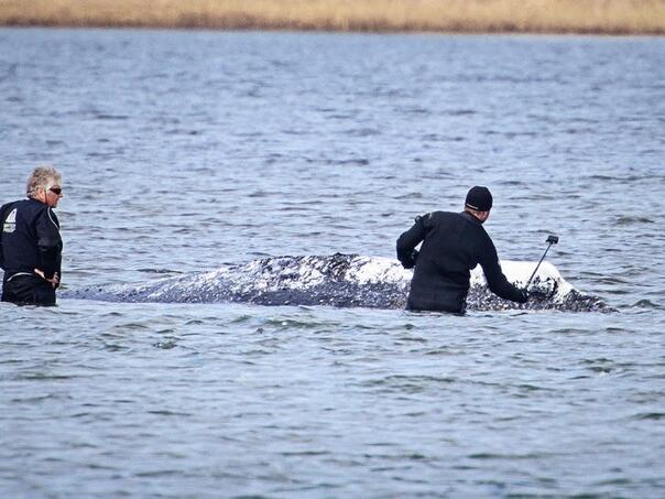 Sudbina nasukanog kita Timmyja i dalje neizvjesna