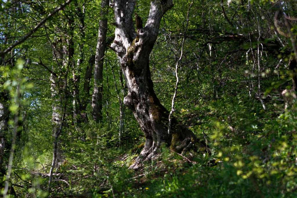 Šume i inovacije: Nova rješenja za bolji svijet