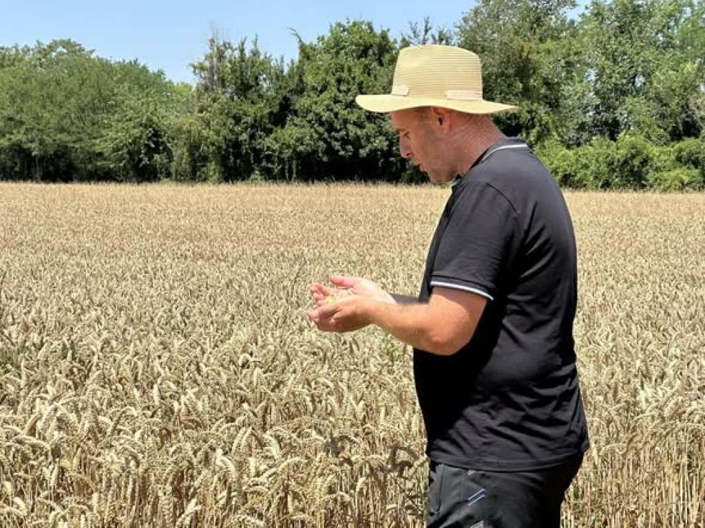 Suša poharala njive: Kukuruz desetkovan, prinosi manji i do 70 posto