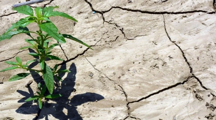 Suša širom Evrope: Usjevi propali, nema pitke vode