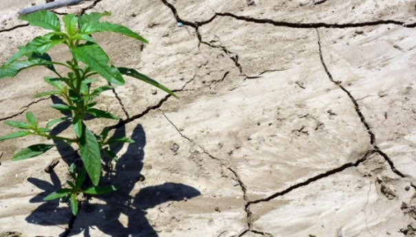 Suša širom Evrope: Usjevi propali, nema pitke vode