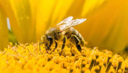 Svaki treći zalogaj u ishrani čovjeka zavisi od pčela