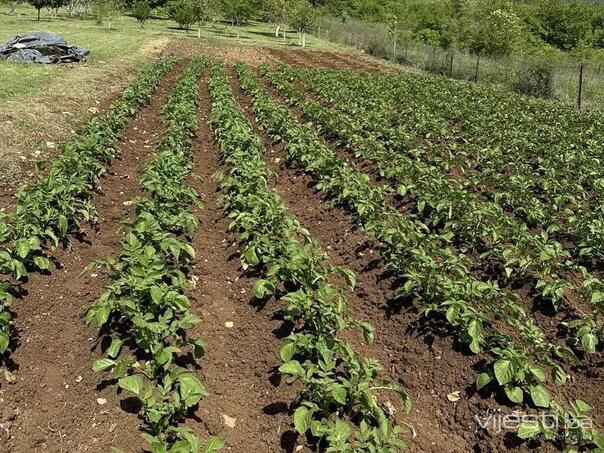 Sve manje hrane s domaćih njiva: Pad proizvodnje u FBiH