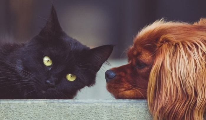 Sve više ljudi klonira preminule kućne ljubimce