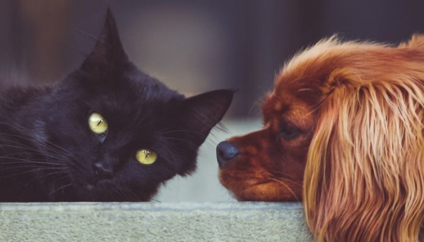 Sve više ljudi klonira preminule kućne ljubimce