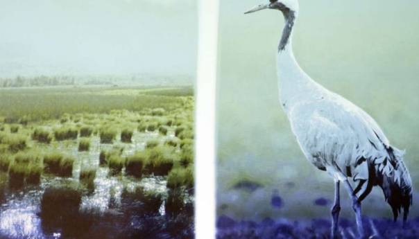 Svjetski dan ptica selica se obilježava druge subote u maju