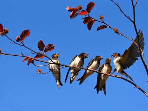 Svjetski je dan ptica selica - izvrsnih letača koje pređu hiljade kilometara