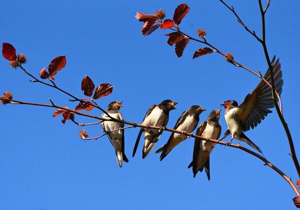 Svjetski je dan ptica selica - izvrsnih letača koje pređu hiljade kilometara
