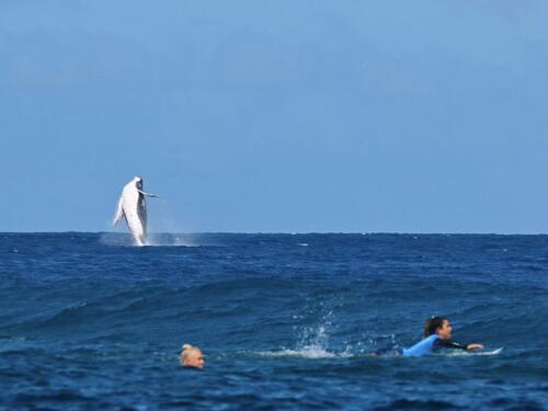 Takmičenje u surfanju prekinuto zbog pojave kita