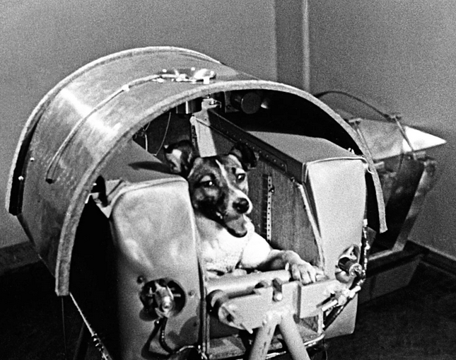 Tek se otkriva istina: Šta se desilo sa Lajkom, prvim psom u svemiru?