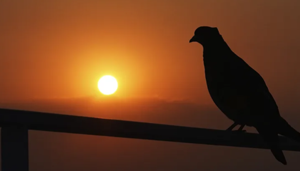 Temperatura u Iranu dostigla 50 stepeni