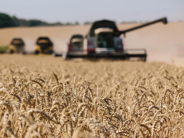 Teški dani za jedinstveno tržište EU nakon isteka zabrane uvoza žitarica iz Ukrajine