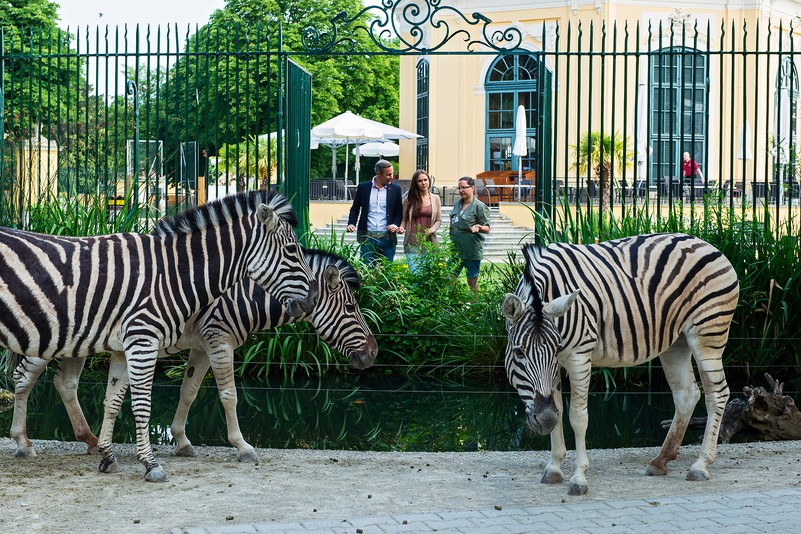 Tiergarten Schönbrunn ponovo proglašen najboljim zoološkim vrtom u Evropi