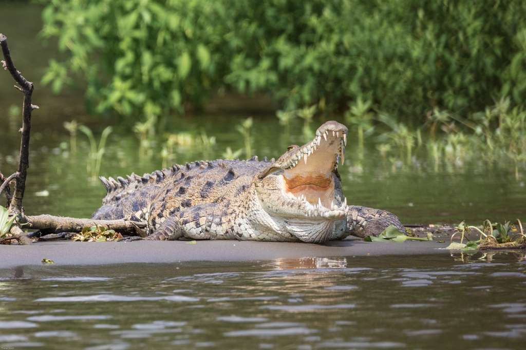 Tijelo nestalog australskog ribara pronađeno u krokodilu