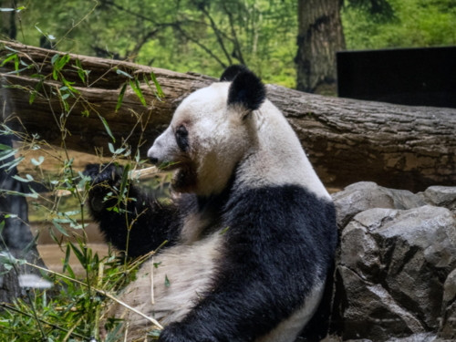 Tokio ostaje bez divovskih pandi zbog tenzija s Kinom