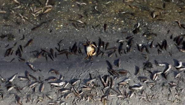 Tone uginule ribe završile na obalama španjolske lagune