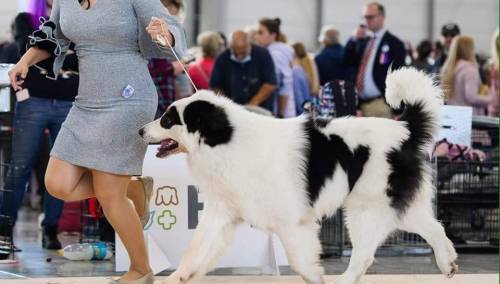 Tornjak po imenu Sevdah osvojio titulu svjetskog prvaka na izložbi pasa