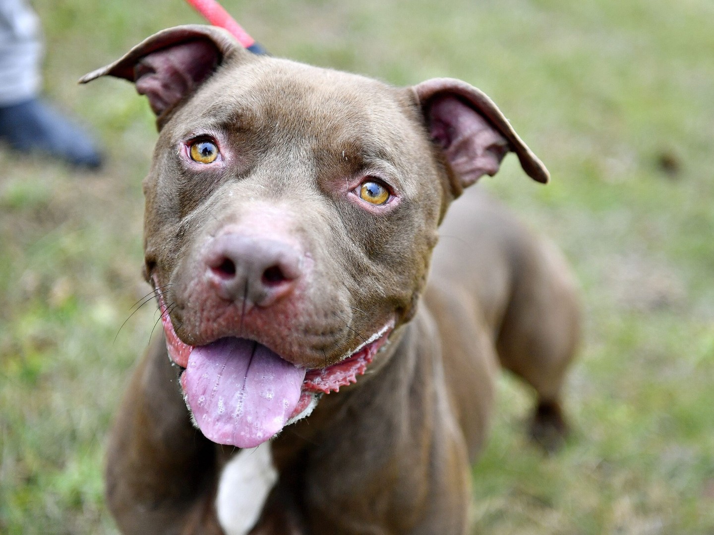 Tragedija na Zakintosu: Dvogodišnji dječak smrtno stradao u napadu pit bulla