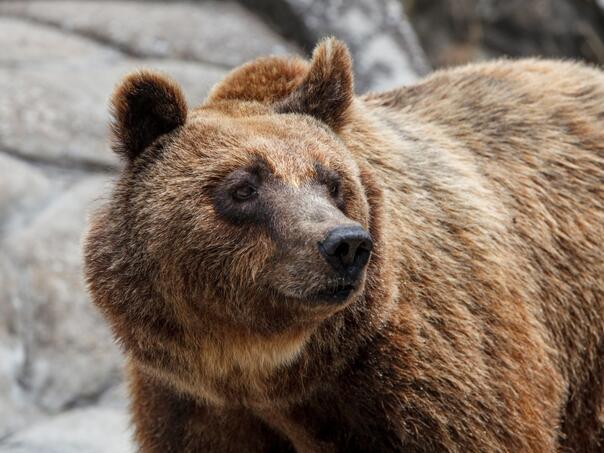 Tragedija u Grčkoj: Medvjed gurnuo planinara u klanac, podlegao povredama