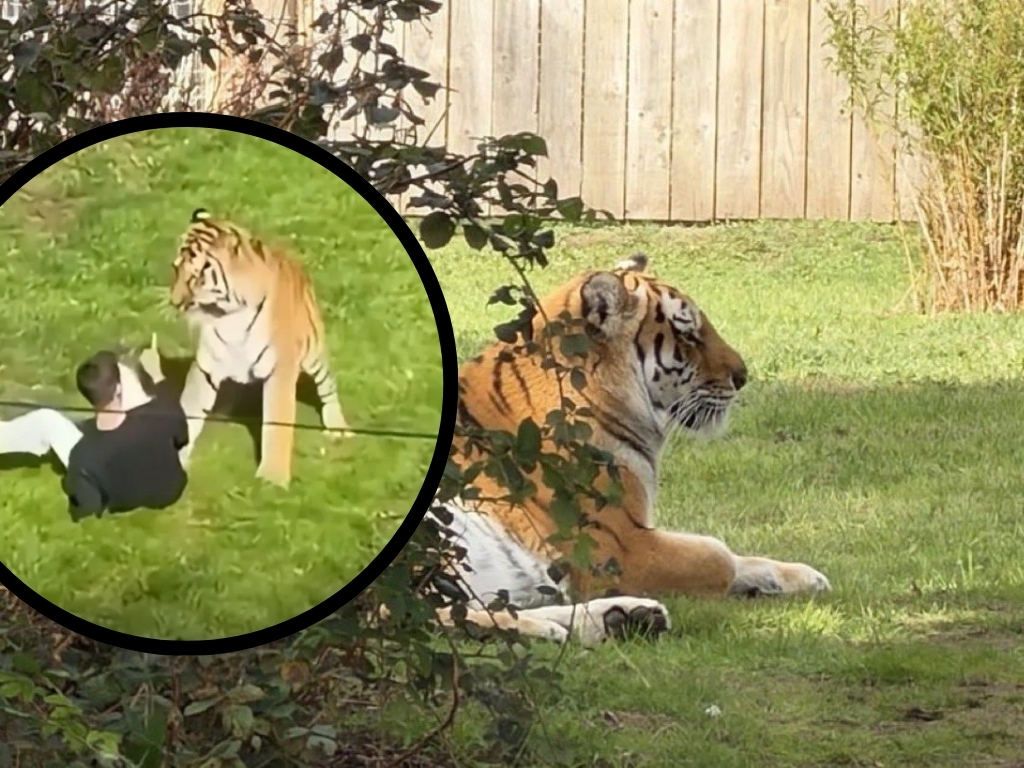 Tragedija u zoološkom vrtu: Tigar ubio muškarca pred očima posjetilaca