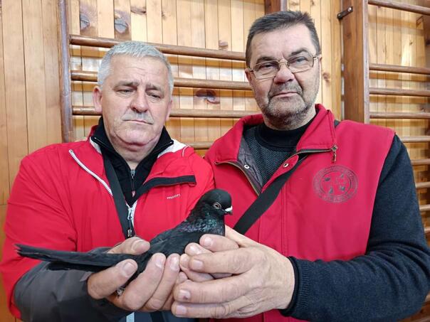 Travnički kratkokljuni golub pobjednik 38. međugradske izložbe u Zenici