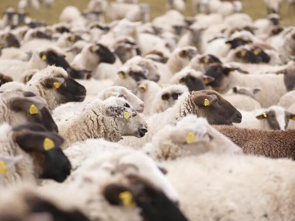 Traži se proglašenje stanja prirodne nesreće na području KS i Općine Vogošća