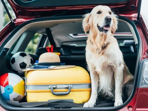 Treba li voditi psa sa sobom na godišnji odmor?