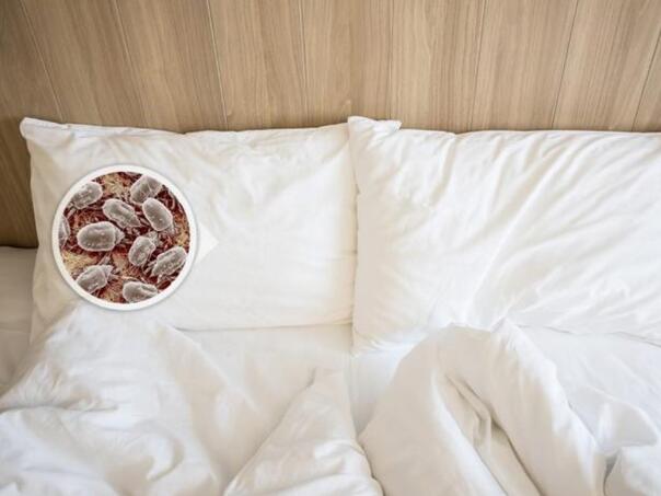 Trećina težine jastuka nakon dvije godine su grinje i njihov izmet