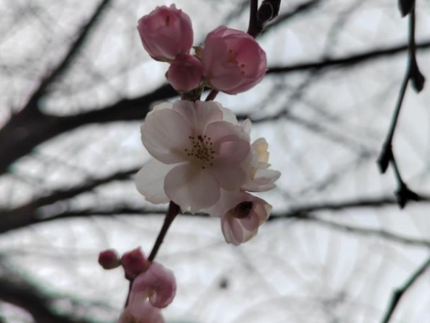 Trešnja procvjetala u decembru u Prijedoru