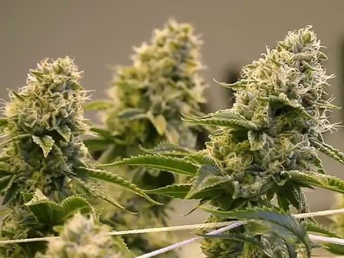 Tri osobe osuđene za plantažu kanabisa na području Teočaka u Bihaću