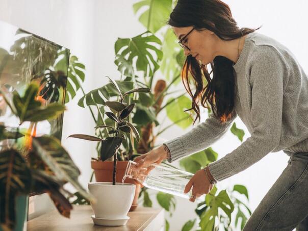 Tri znaka da vam biljka "pati" u saksiji i šta bi odmah trebalo uraditi