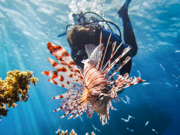 Tropske vrste preuzimaju Mediteransko more - to nije dobra stvar