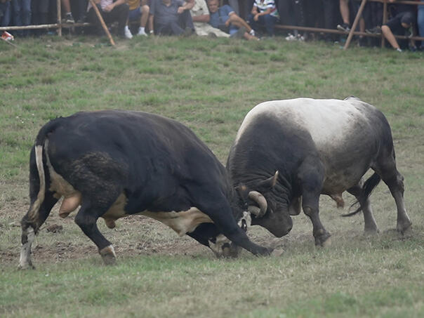 Tučnjava na koridi: Potukli se zbog neisplaćene opklade na borbu bikova