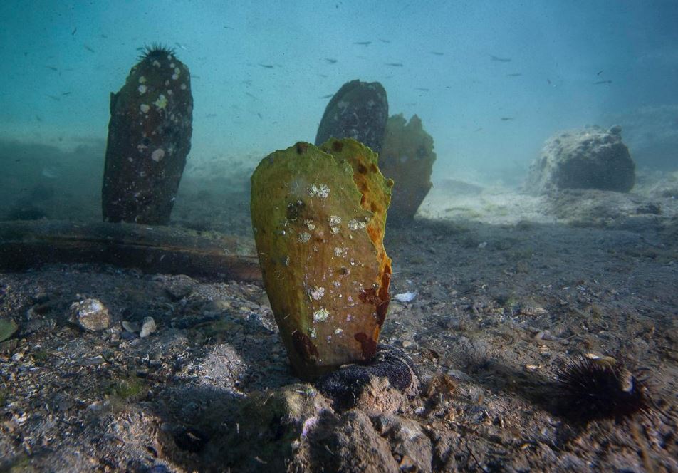 Turisti iz mora u Istri vadili plemenite školjke, evo koliku su kaznu dobili
