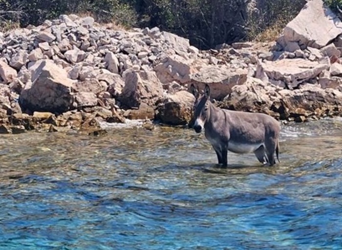 Turisti snimili magarca na pustom hrvatskom otoku, prizor zabrinuo ljubitelje životinja