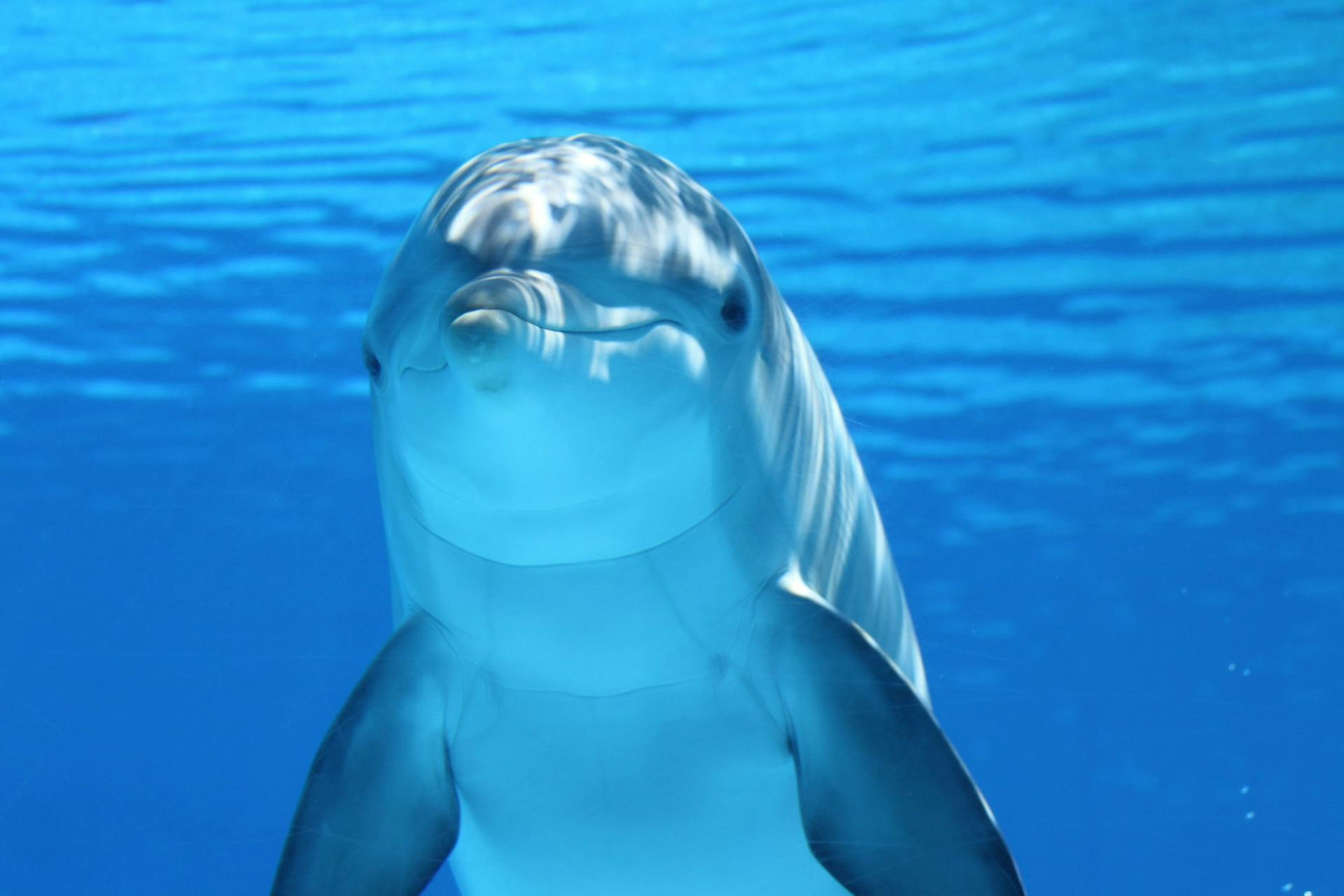 Tužna vijest: Omiljeni jadranski delfin pronađen mrtav