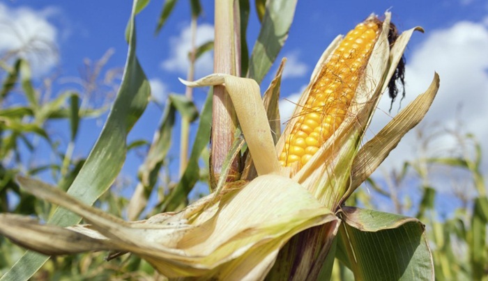 U 2019. manja proizvodnja kukuruza, duhana, šljive, oraha, kruške u FBiH