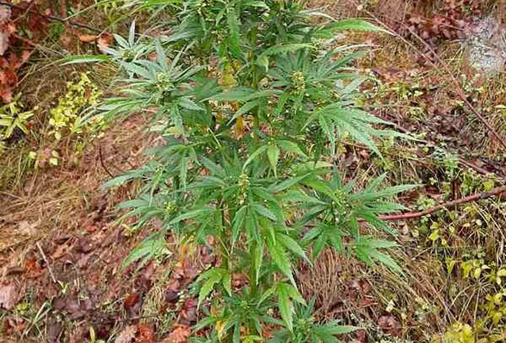 U akciji FUP-a uhapšena osoba iz Konjica zbog uzgoja i prodaje marihuane