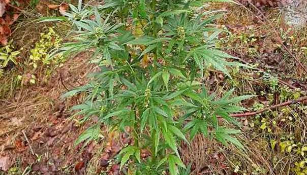 U akciji FUP-a uhapšena osoba iz Konjica zbog uzgoja i prodaje marihuane