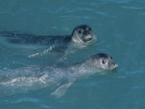 U Albaniji viđena jedna od najugroženijih morskih životinja