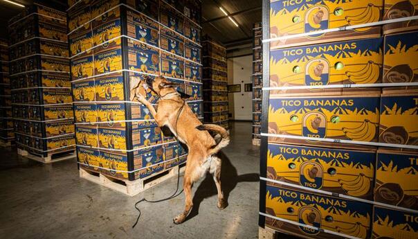 U Antwerpenu otkriveno 6,8 tona kokaina u kontejneru s bananama iz Ekvadora