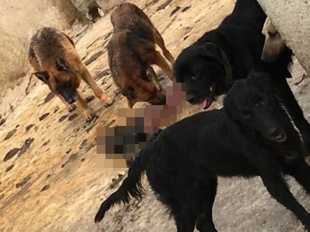 U azilu psi jeli jedni druge, oglasila se Općina Tešanj