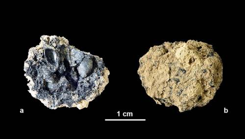 U Beču pronađena jabuka stara 4.000 godina