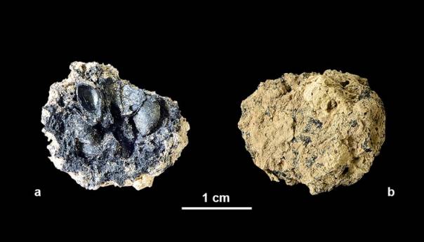 U Beču pronađena jabuka stara 4.000 godina