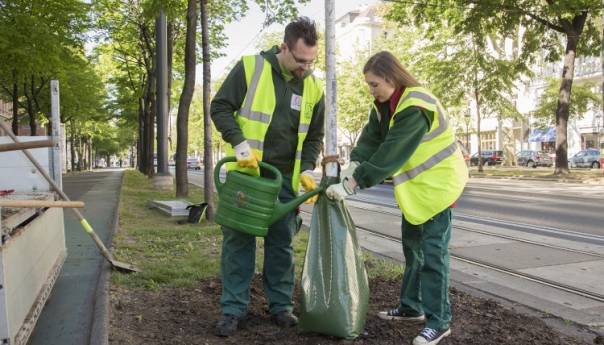 U Beču se godišnje posadi 4.500 novih stabala