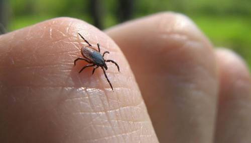 U Beogradu do 50 posto krpelja zaraženo bakterijom koja izaziva lajmsku bolest