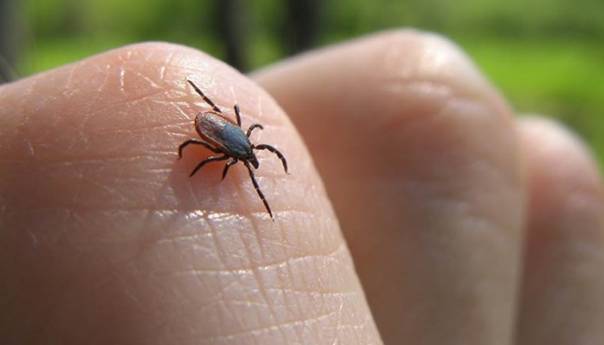 U Beogradu do 50 posto krpelja zaraženo bakterijom koja izaziva lajmsku bolest